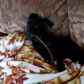 Biodegradable Chew Toy