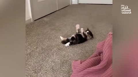 Funniest cats ever _ hilarious videos