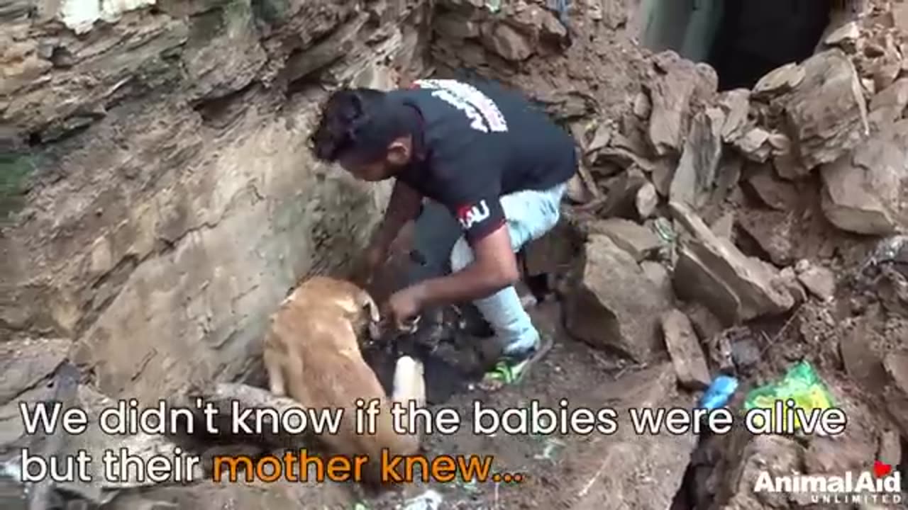 Mother dog helps rescuers dig for her buried puppies.