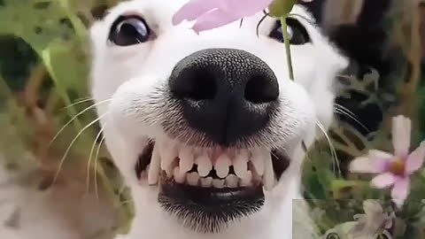 Dog biting flowers