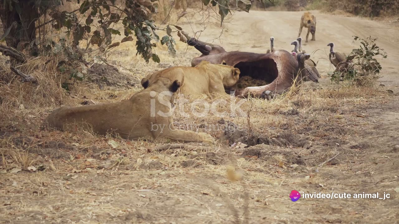 Lionesses of the Savannah: Queens of the Jungle