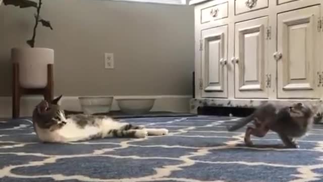 A cat without paws plays with a kitten