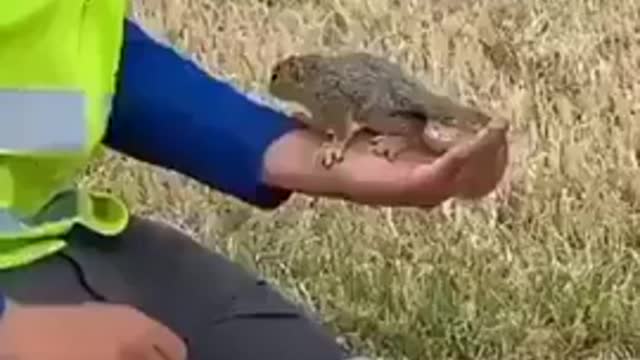 Kind Man Gives Thirsty Squirrel Water