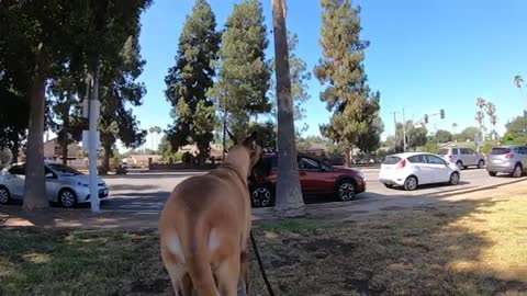 Great Dane at the Los Angeles fireworks buyback event at Brand Park in