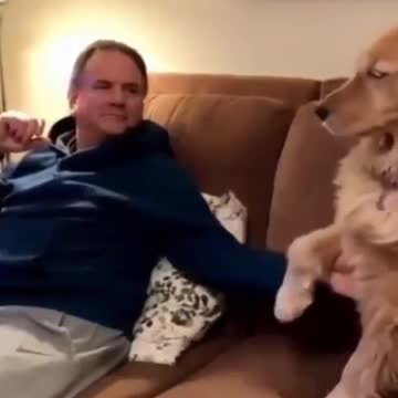 Golden Retriever funny videos 2021 | Funny Video Compilation