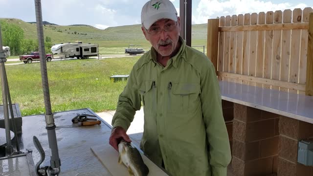 Filleting walleye leaving no bones