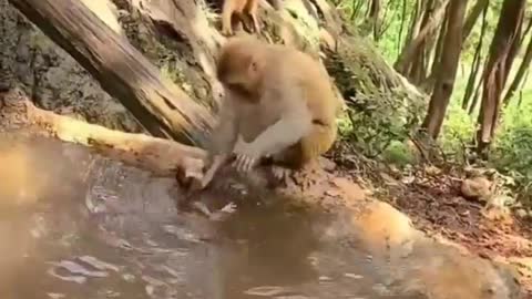 monkey loving his baby#short video