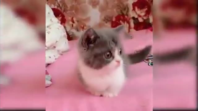 Sweet cat funny