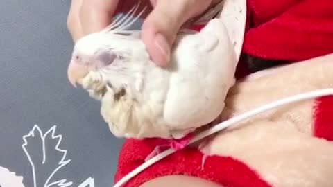 Minibuger cockatiel 10