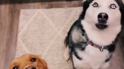 Golden retriever & husky accident