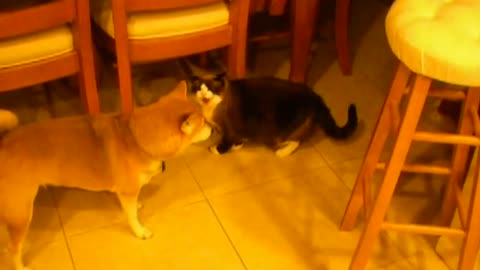 Pet dog vs Wild cat fighting