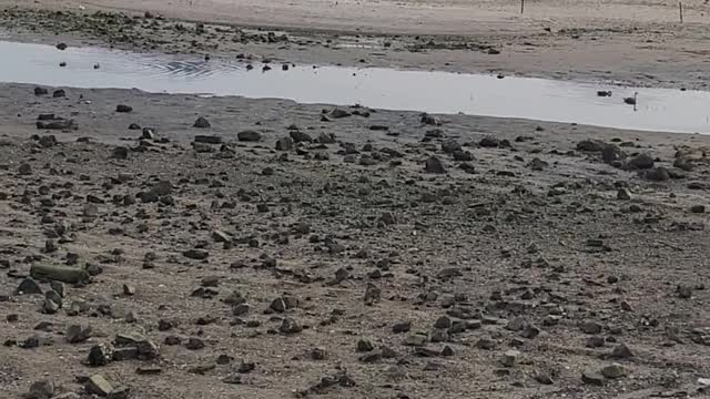 Children playing in the tidal flat