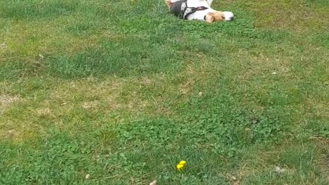 Dog