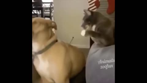 funny cat asking to trouble fight with home puppies and dog.