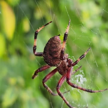 FLOCĶ IT FARM: Flocking huge spider