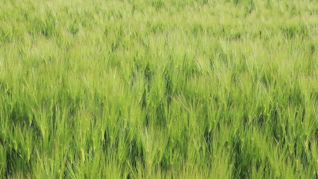 The wheat field is very beautiful