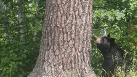 Bear Cubs Having Fun in Backyard