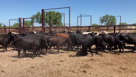 2480: 79- Spring Calving one iron heifers.