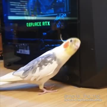Birb Enjoying his new Gaming Computer