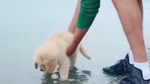 Man left the pup in sea