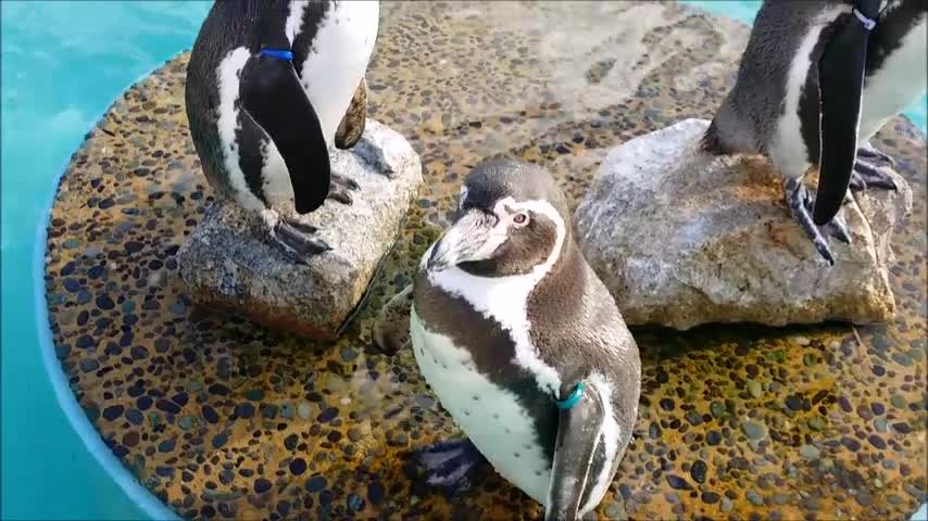 Penguins get close to each other