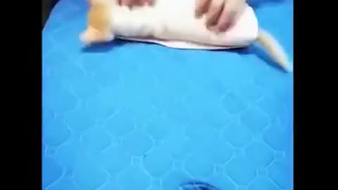 Funny cat & videos