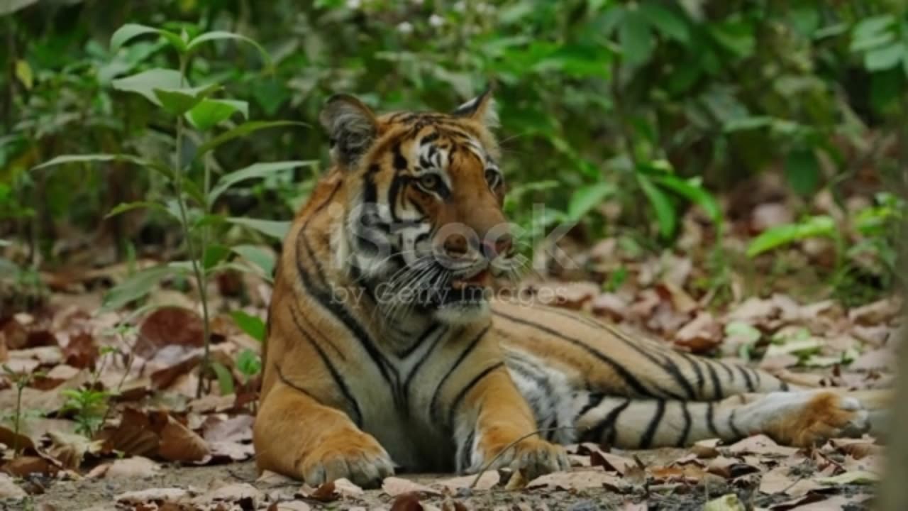 Royal Bengal Tiger