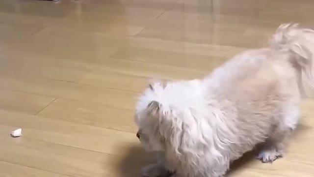 Give the puppy a piece of bread to dance for a day