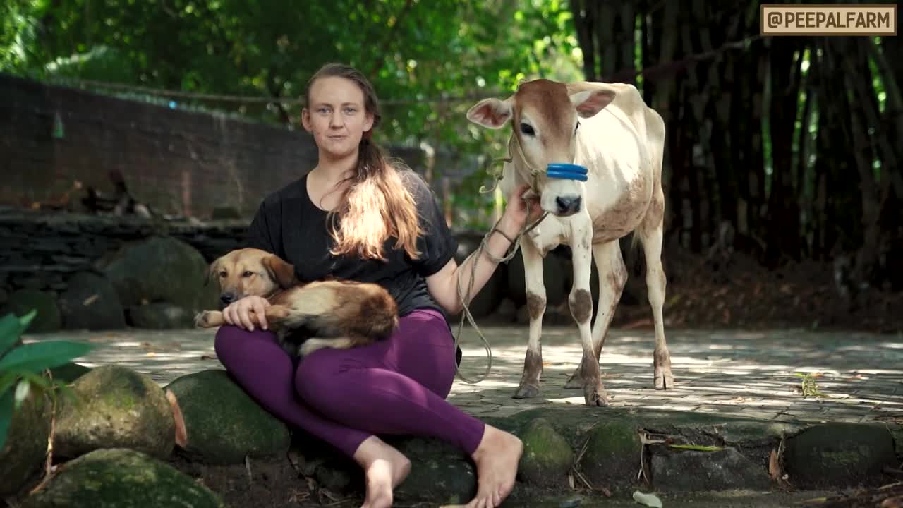 Why NGOs say no for animal rescue importance of fostering (English to hindi Subtitles)