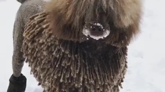 Brown dog funny fur playing in snow and running around