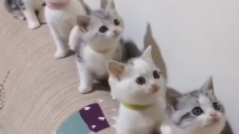 funny cats