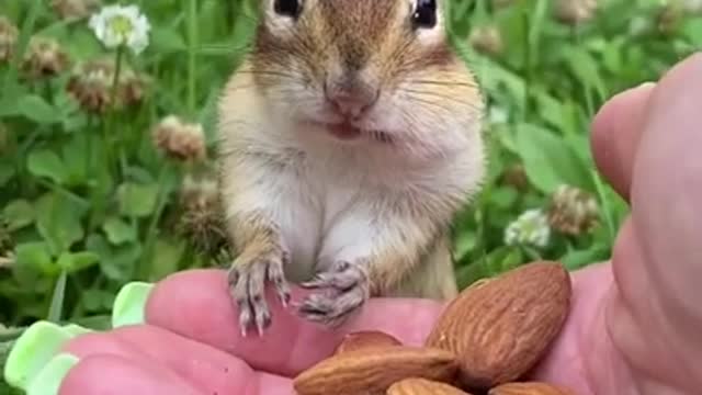 Eating squirrel