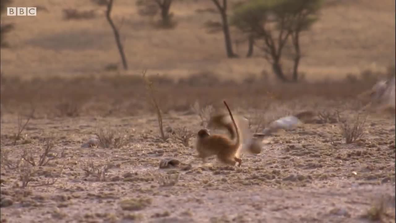 What's a Meerkat's Favourite Food? | BBC Earth