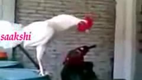 Good morning 🌞☀️😃 | rooster | fun