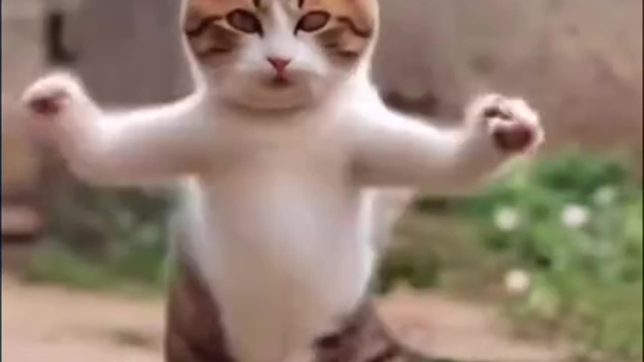 Funny ai cat dance