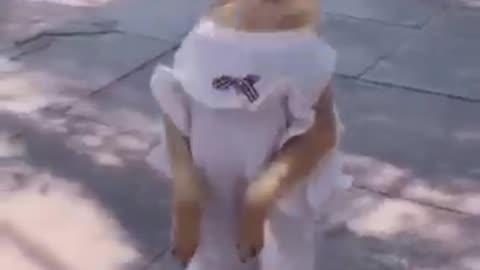 Viral Dog 🤣 funny dance #rumble #sorta