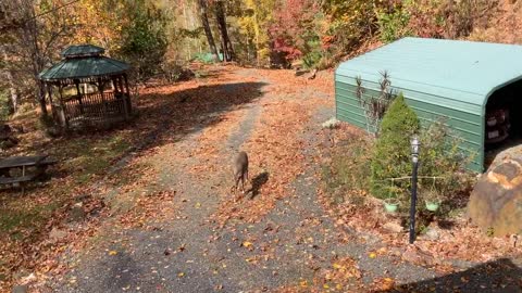 Deer 🦌 Appalachia NW NC at The Treehouse 🌳 Lady brings the Sunshine with her