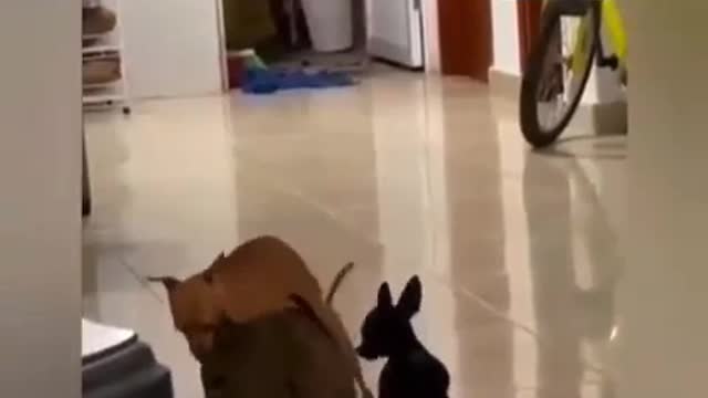 Strange movement of insect dogs