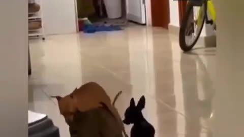 Strange movement of insect dogs