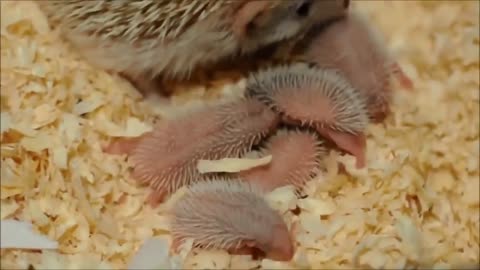 Hedgehog with hedgehogs