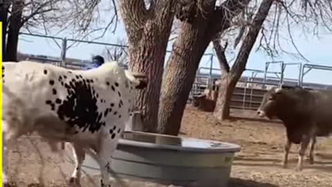 Funny animal scares