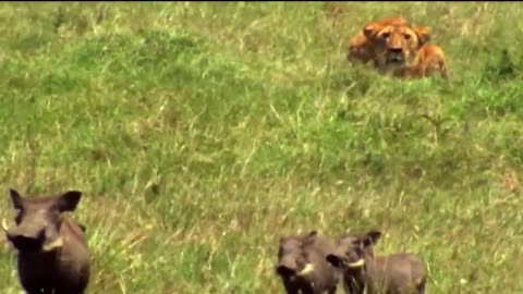 Lions vs Warthog