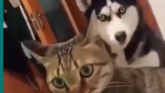 Cats and dogs fighting very funny