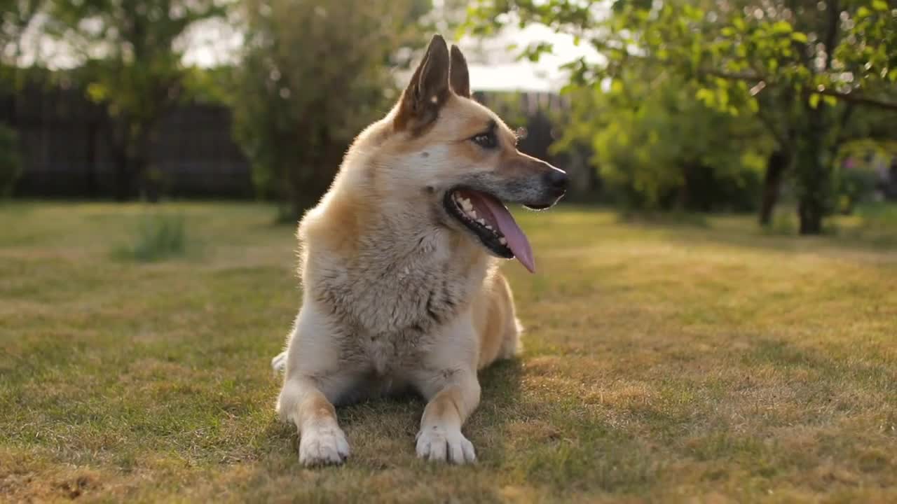 Dog lying on the grass on a sunny day