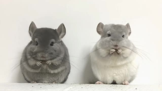 Chinchilla family