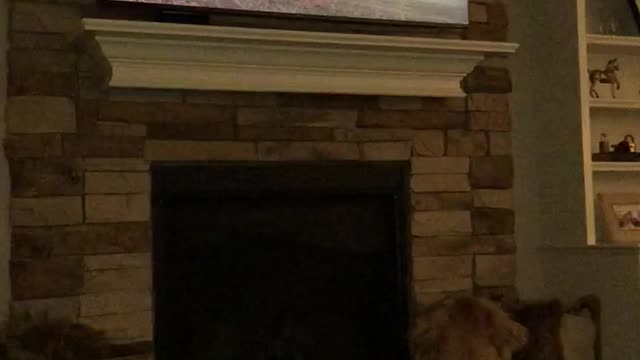 Golden retriever loves Game of Thrones