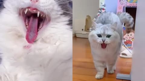 yawning cat