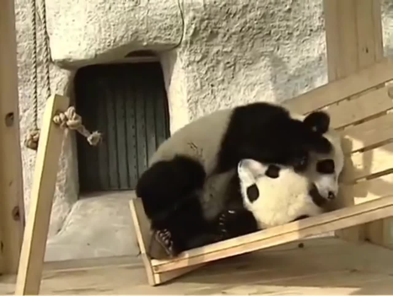 Cute pandas playing on the slide