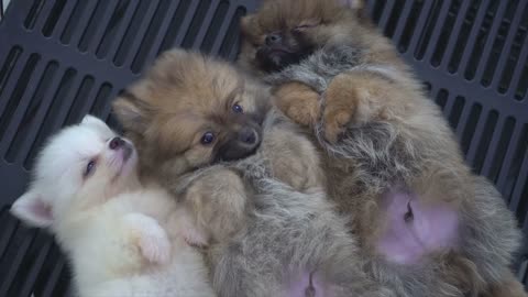 Three cute puppies~