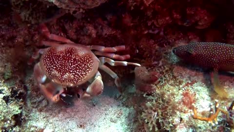 fish chasing red crab under the water